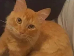 Gato raça SRD idade 2 a 6 meses nome Caramelo 
