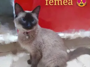 Gato raça SRD idade 2 a 6 meses nome Zara 