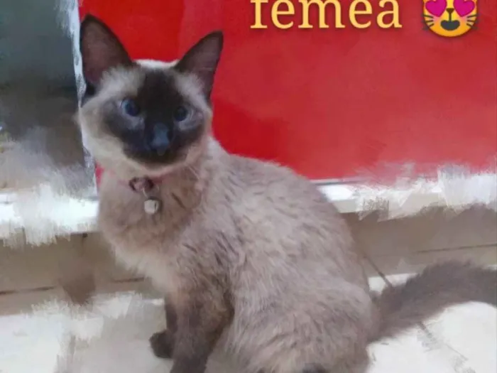Gato ra a SRD idade 2 a 6 meses nome Zara 