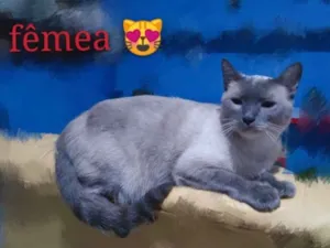 Gato raça SRD idade 2 a 6 meses nome Amandha 