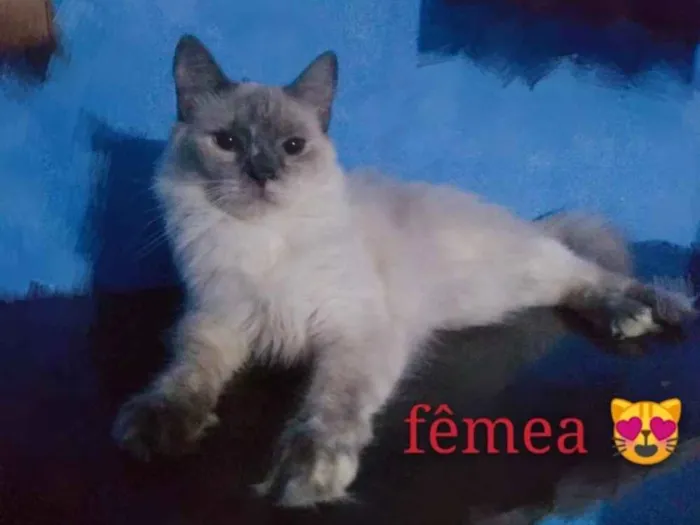 Gato ra a SRD idade 2 a 6 meses nome Anita 