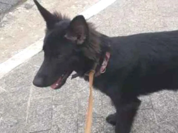 Cachorro ra a Srd idade 7 a 11 meses nome Pantera