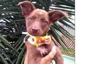 Cachorro raça Sem Raça definida idade 2 a 6 meses nome Valentina