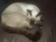 Lola e Ctistal