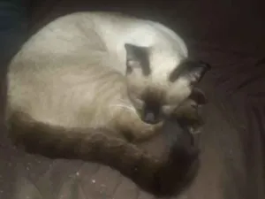 Gato raça Siamesa idade 2 a 6 meses nome Lola e Ctistal