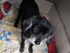 Cachorro raça SED idade 6 ou mais anos nome Lilica