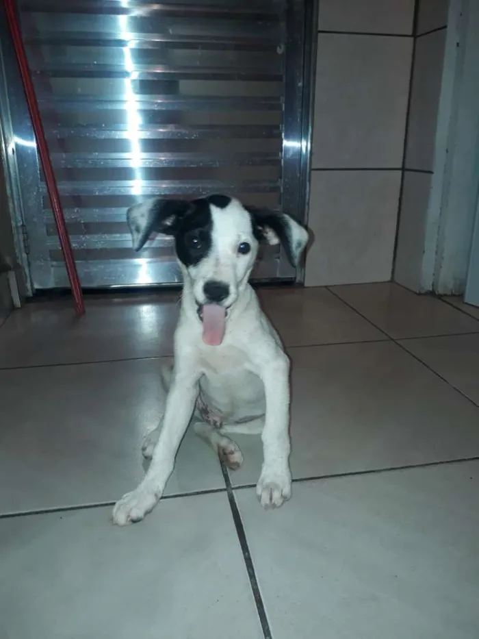 Cachorro ra a Indefinido  idade 2 a 6 meses nome Oliver