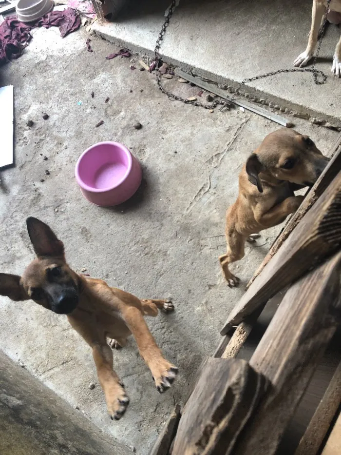 Cachorro ra a Não definida  idade 2 a 6 meses nome Filhotinha
