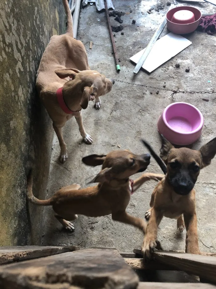 Cachorro ra a Não definida  idade 2 a 6 meses nome Filhotinha