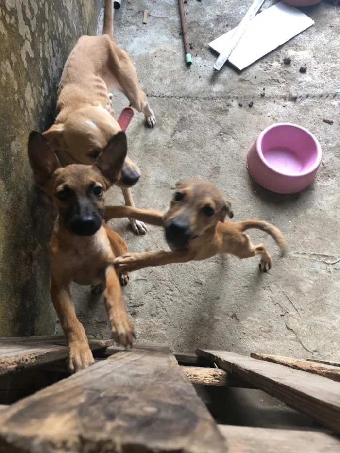 Cachorro ra a Não definida  idade 2 a 6 meses nome Filhotinha