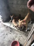 Filhotinha
