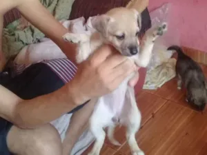 Cachorro raça Viralata idade Abaixo de 2 meses nome N tem nome