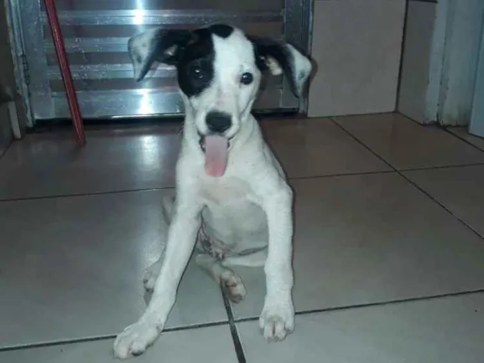 Cachorro ra a Indefinido  idade 2 a 6 meses nome Oliver