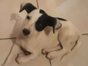 Cachorro raça Indefinido  idade 2 a 6 meses nome Oliver