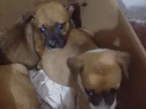 Cachorro raça Viralatas idade 2 a 6 meses nome Lindinhas