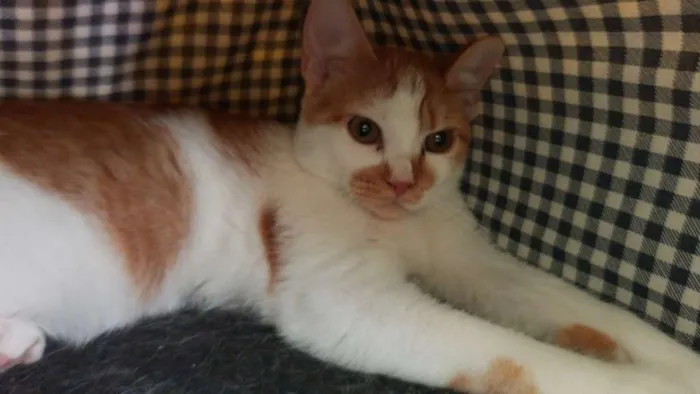 Gato raça SRD idade 7 a 11 meses nome Guilherme