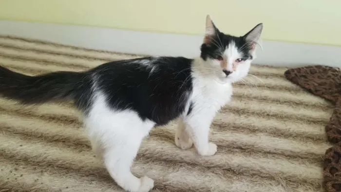 Gato ra a SRD idade 7 a 11 meses nome Bess