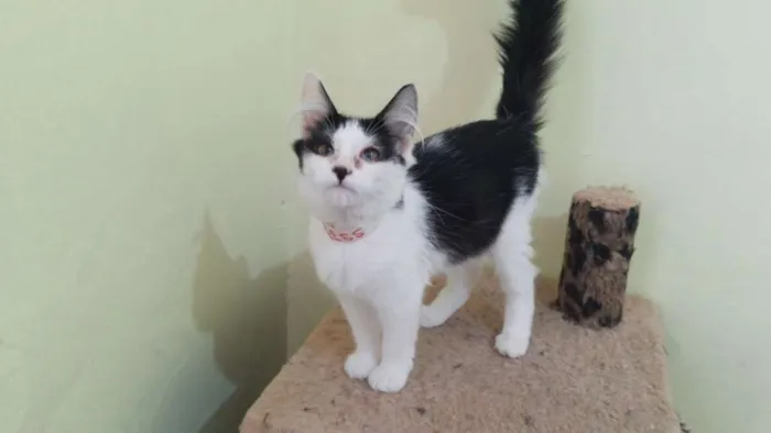 Gato ra a SRD idade 7 a 11 meses nome Bess
