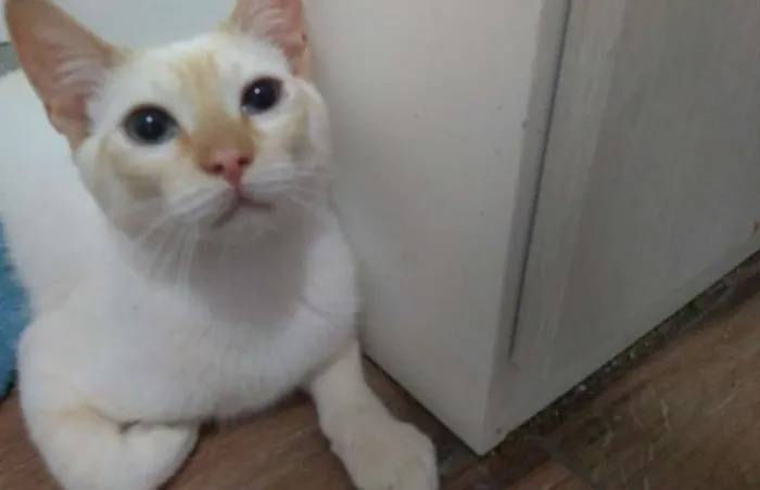 Gato ra a SRD idade 7 a 11 meses nome Denver