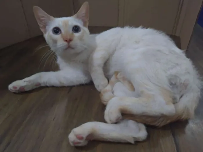 Gato ra a SRD idade 7 a 11 meses nome Denver
