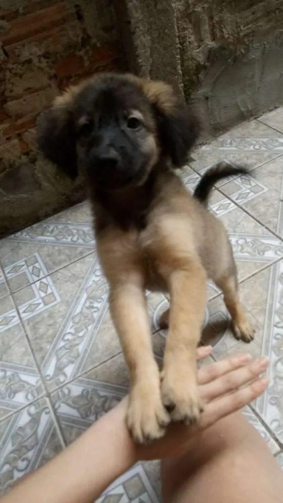 Cachorro ra a SRD idade 2 a 6 meses nome Sem nomes definidos