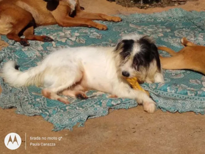 Cachorro raça SRD idade 2 anos nome Júpiter 