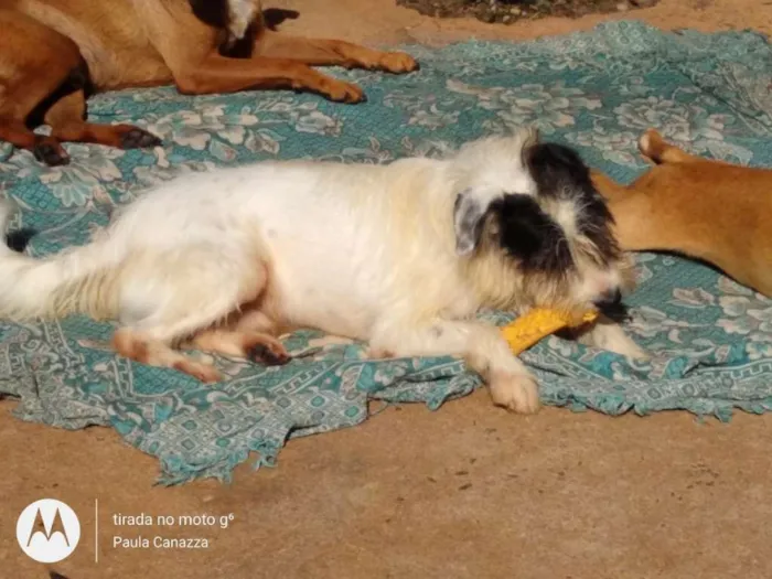 Cachorro raça SRD idade 2 anos nome Júpiter 