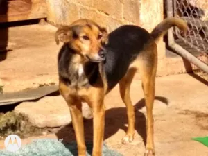 Cachorro raça SRD idade 6 ou mais anos nome Beijinho