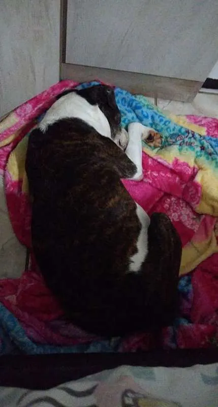 Cachorro ra a SRD idade 6 ou mais anos nome Mavis
