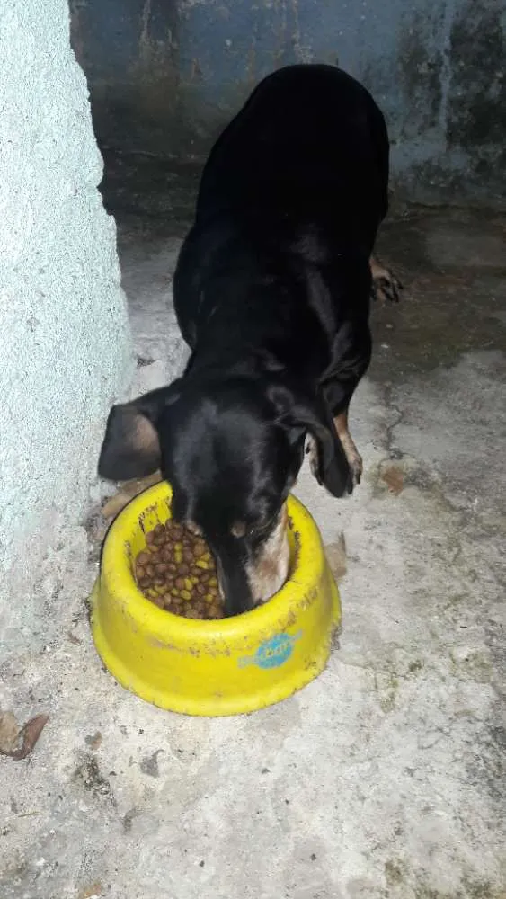 Cachorro ra a Bassêt idade 6 ou mais anos nome Scooby