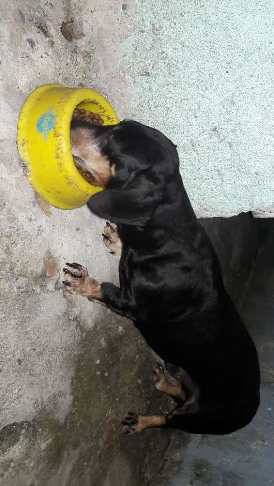 Cachorro ra a Bassêt idade 6 ou mais anos nome Scooby