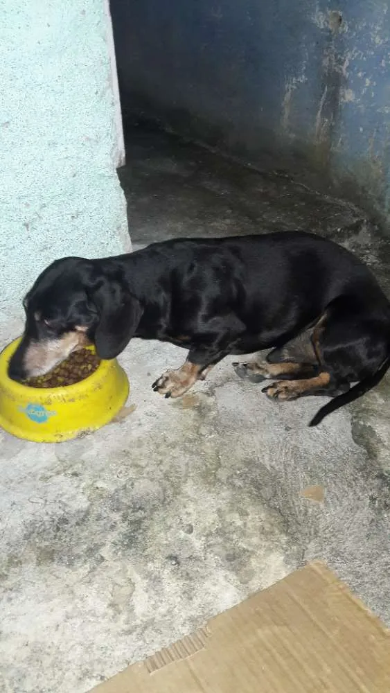 Cachorro ra a Bassêt idade 6 ou mais anos nome Scooby