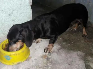 Cachorro raça Bassêt idade 6 ou mais anos nome Scooby