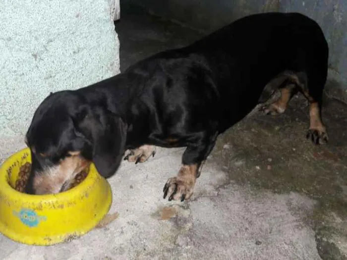 Cachorro ra a Bassêt idade 6 ou mais anos nome Scooby