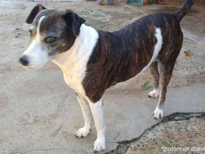 Cachorro ra a SRD idade 6 ou mais anos nome Mavis