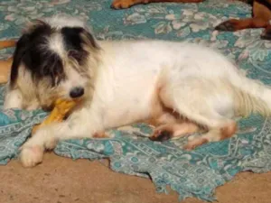 Cachorro raça SRD idade 2 anos nome Júpiter 