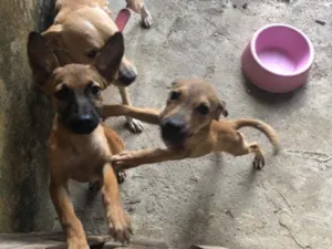 Cachorro raça Não definida  idade 2 a 6 meses nome Filhotinha