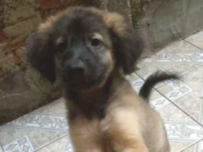 Cachorro ra a SRD idade 2 a 6 meses nome Sem nomes definidos