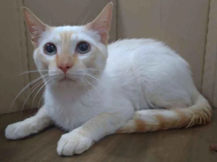 Gato ra a SRD idade 7 a 11 meses nome Denver
