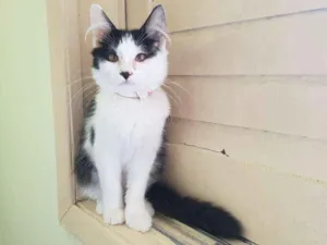 Gato raça SRD idade 7 a 11 meses nome Bess