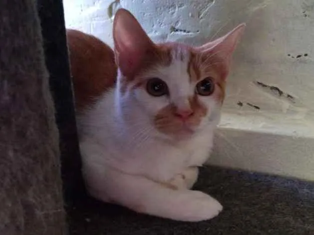 Gato raça SRD idade 7 a 11 meses nome Guilherme