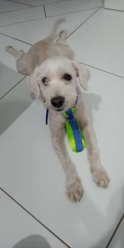 Cachorro raça Poodle idade 1 ano nome Tutuco