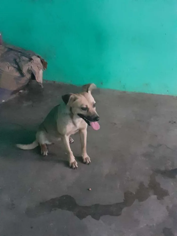 Cachorro ra a Vira lata  idade 2 anos nome Pulginha 