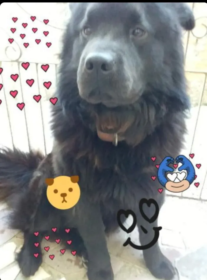 Cachorro ra a Chow Chow  idade 5 anos nome Não sei 