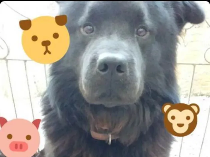 Cachorro ra a Chow Chow  idade 5 anos nome Não sei 