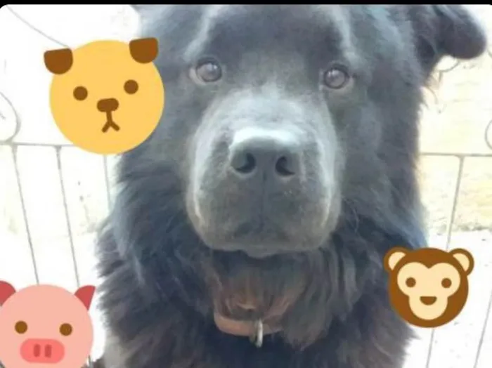 Cachorro ra a Chow Chow  idade 5 anos nome Não sei 