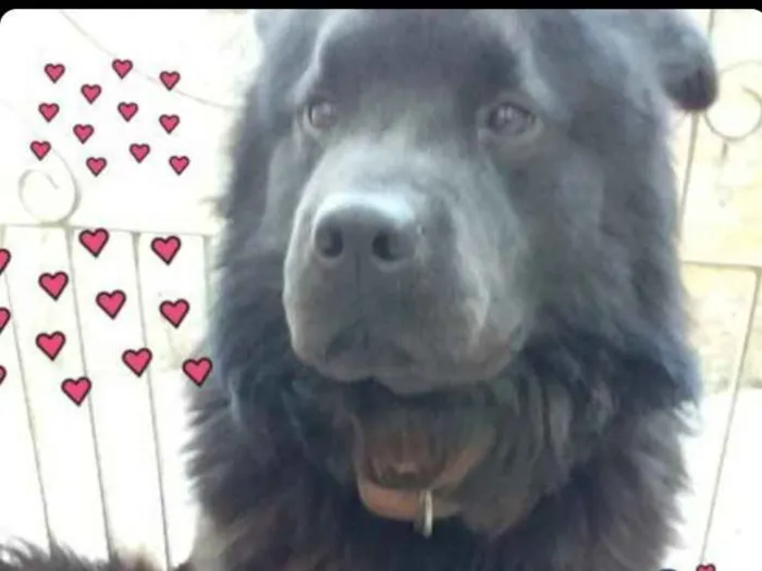 Cachorro ra a Chow Chow  idade 5 anos nome Não sei 