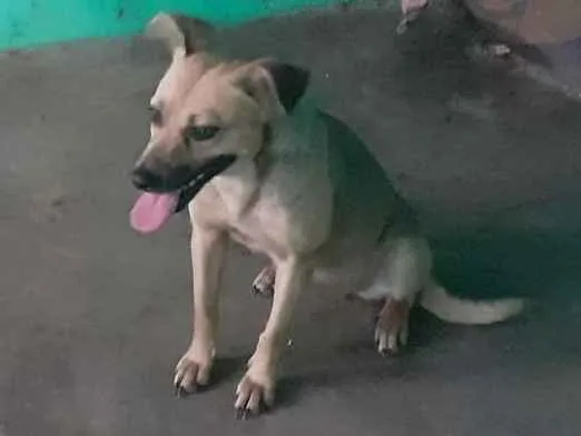 Cachorro ra a Vira lata  idade 2 anos nome Pulginha 