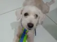 Tutuco