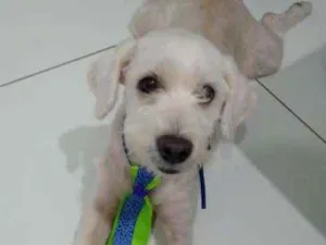 Cachorro raça Poodle idade 1 ano nome Tutuco